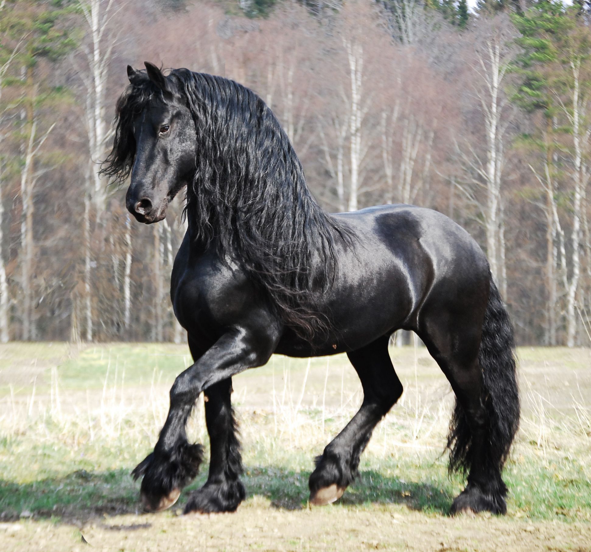 As a Frisian, I want the Friesian Horse in RDO. : r/RedDeadOnline