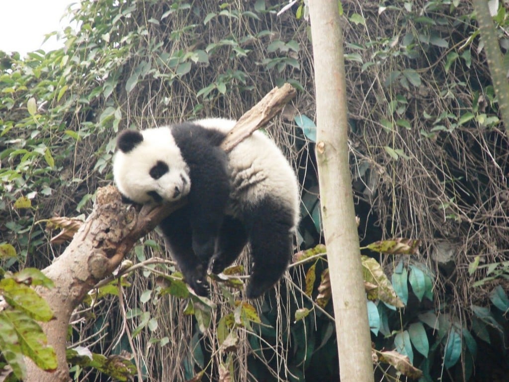 I just learned that pandas don't have designated sleeping spots... They  literally just fall asleep wherever... RESPECT : r/aww