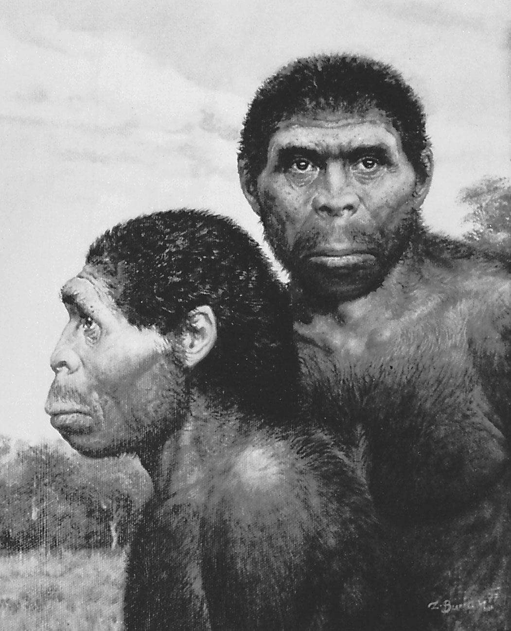 Artist-depiction-Homo-erectus.jpg