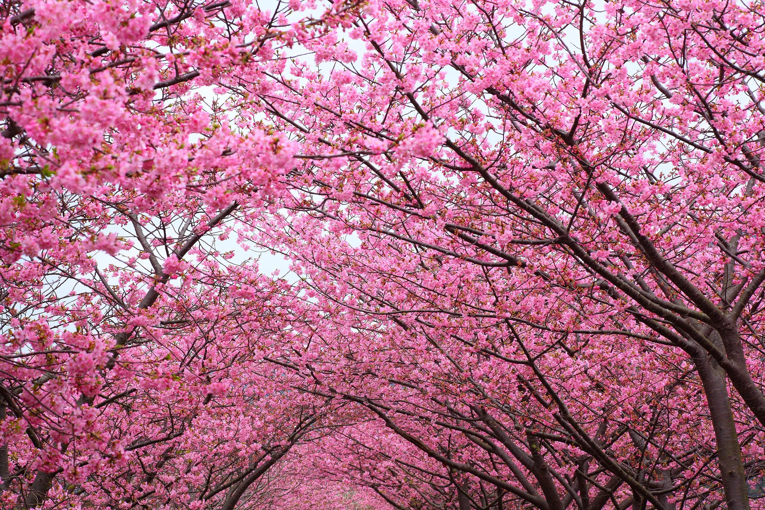 Cherry_Blossoms_1-scaled.webp