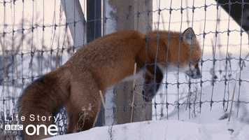 bbc one fox GIF by BBC