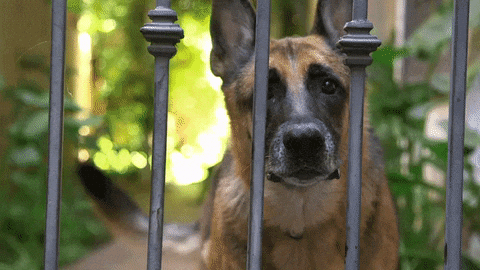 Barking GIFs - Get the best GIF on GIPHY