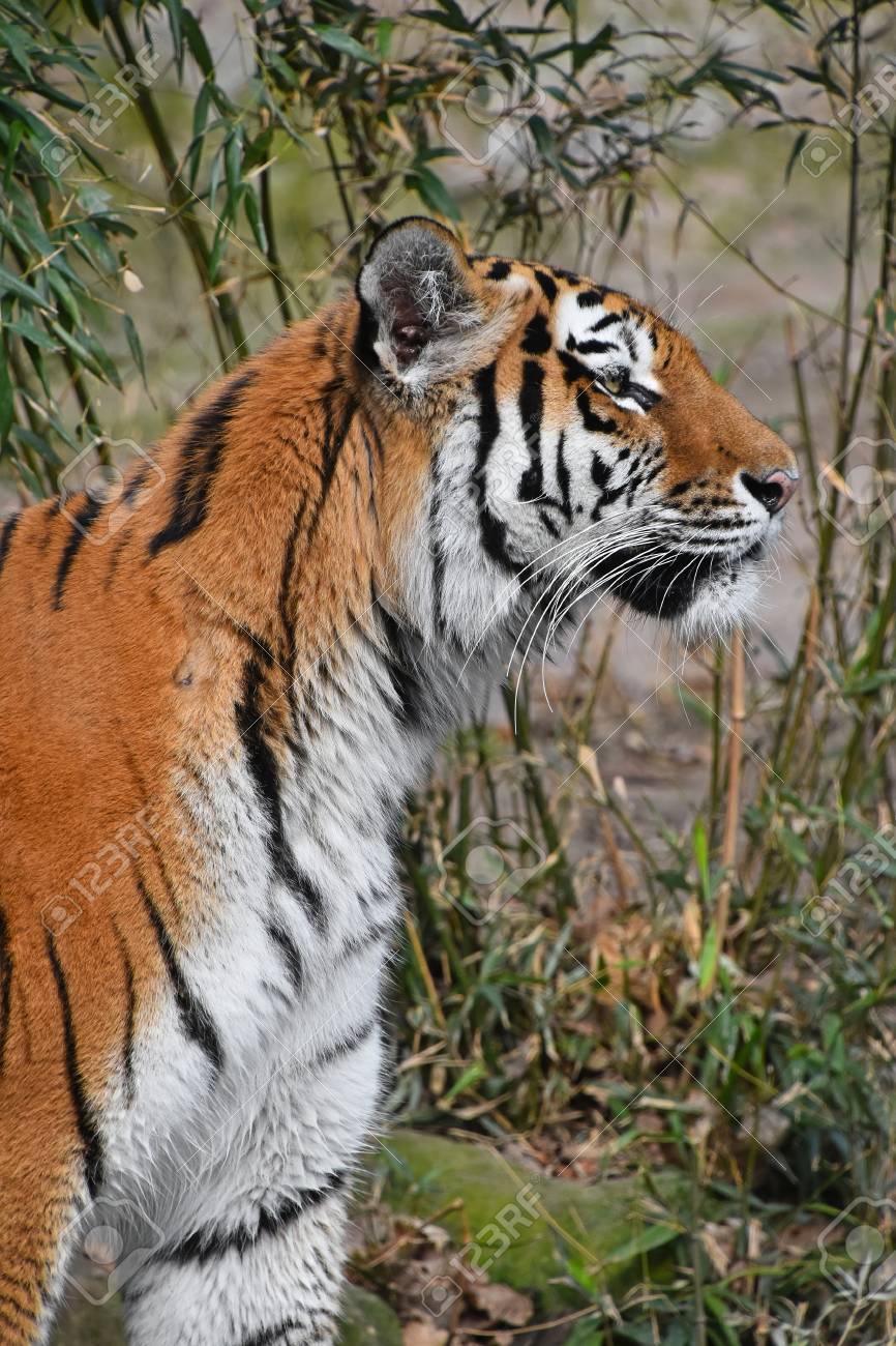 76072015-close-up-side-profile-portrait-of-siberian-tiger-amur-tiger-panthera-tigris-altaica-.jpg