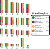 How much DNA do you inherit from each grandparent? - The Tech ...