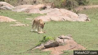 b_6RJK.gif