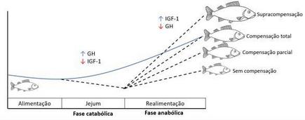 Título: Efeito do jejum e realimentação no eixo GH/IGF-1 do tambaqui (Colossoma macropomum).