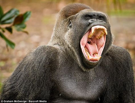 8 Gorillas ideas | primates, gorilla, orangutan