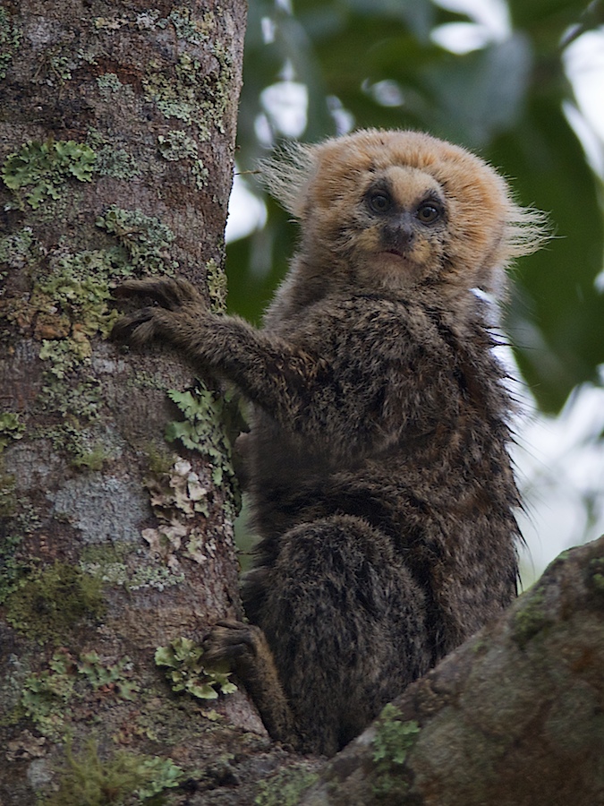 Callithrix_flaviceps_2.jpg