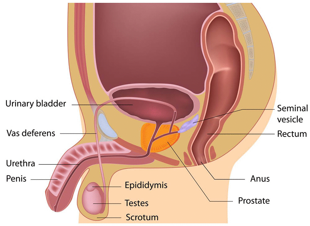 male-reproductive-system-diagram-e5d416.gif