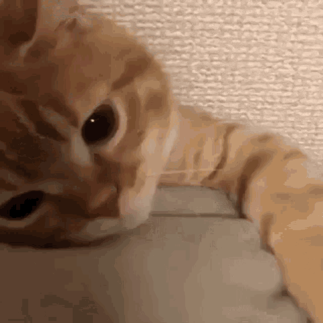 cute-cat.gif