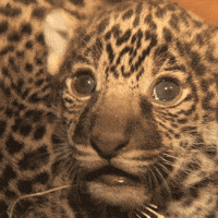 baby animals cats GIF by San Diego Zoo