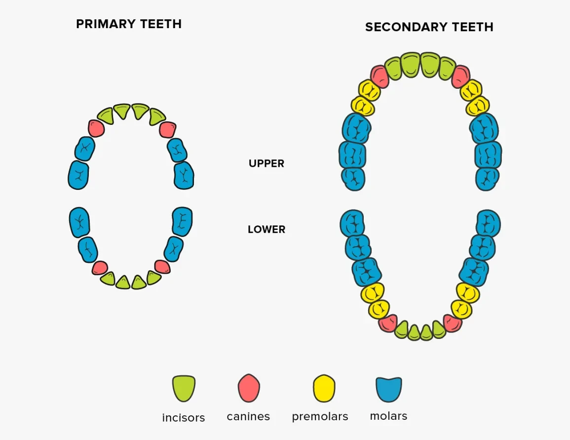 6883-teeth-names-shape-function-1296x1000-body.webp