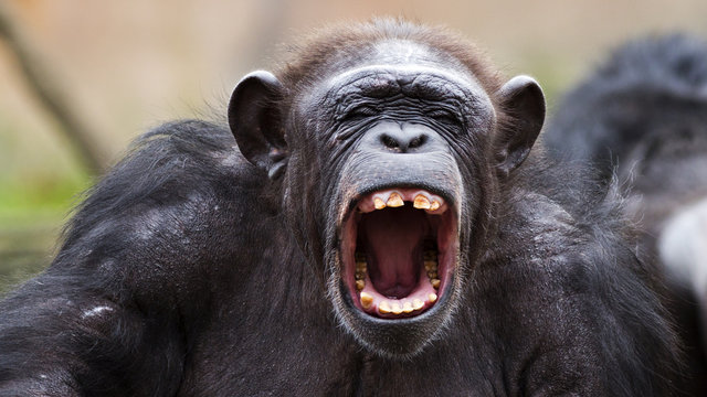 Angry Chimp Images – Browse 12,412 Stock Photos, Vectors, and Video | Adobe  Stock