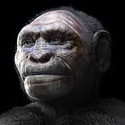 Dmanisi hominins - Wikipedia