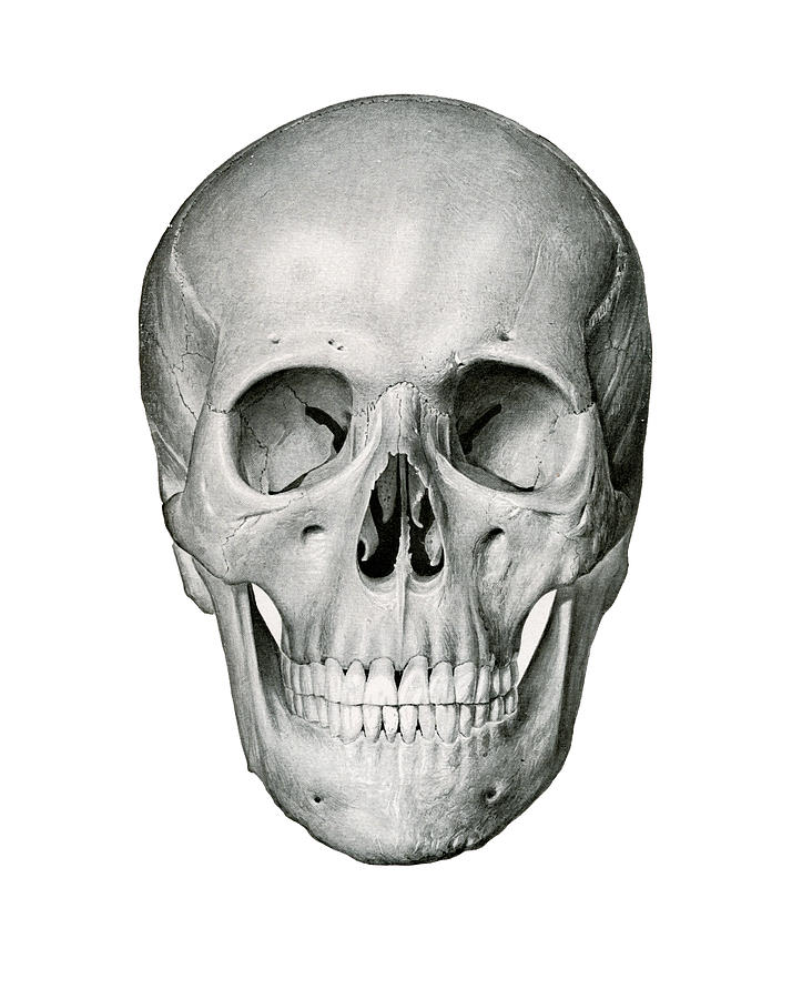 frontal-view-of-human-skull-german-school.jpg