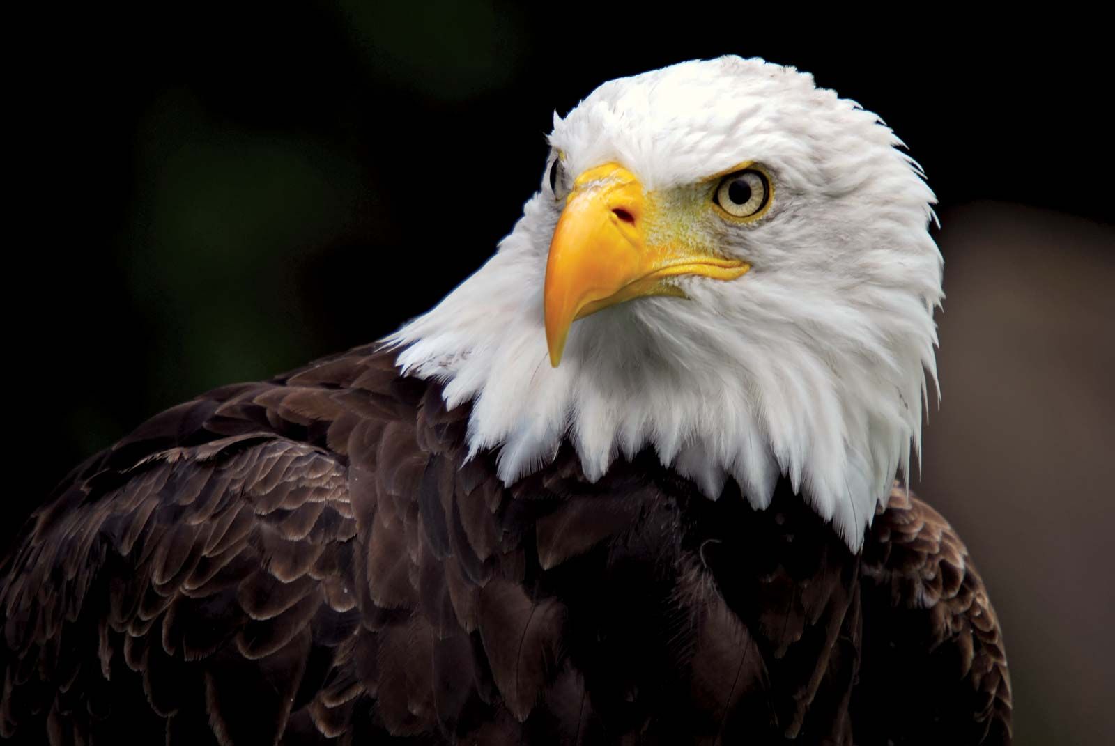 Bald-eagle.jpg