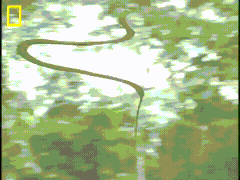 Image result for snake gif