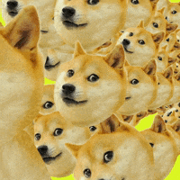 Elon Musk Bitcoin GIF by haydiroket