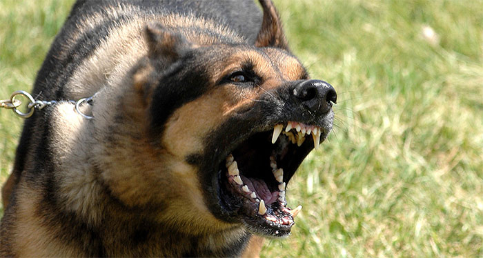 dogbarking.jpg