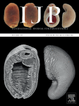 www.sciencedirect.com