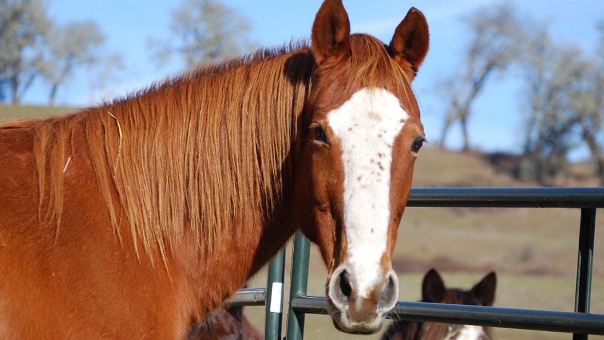 freckles-horse-duchess_0.jpg