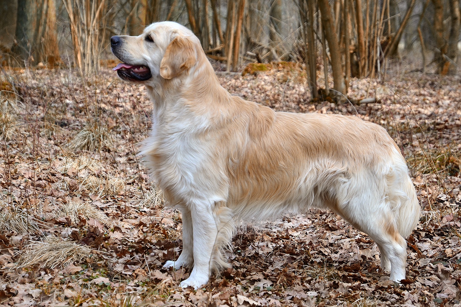 Golden_Retriever_Carlos_%2810581910556%29.jpg