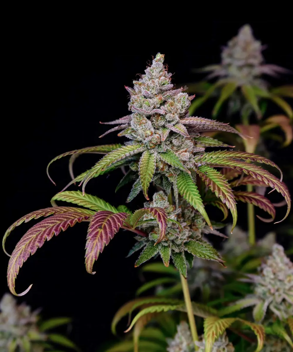 hypnoseeds.com