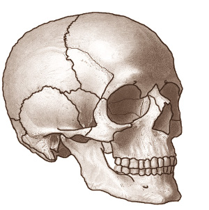 www.free-anatomy-quiz.com