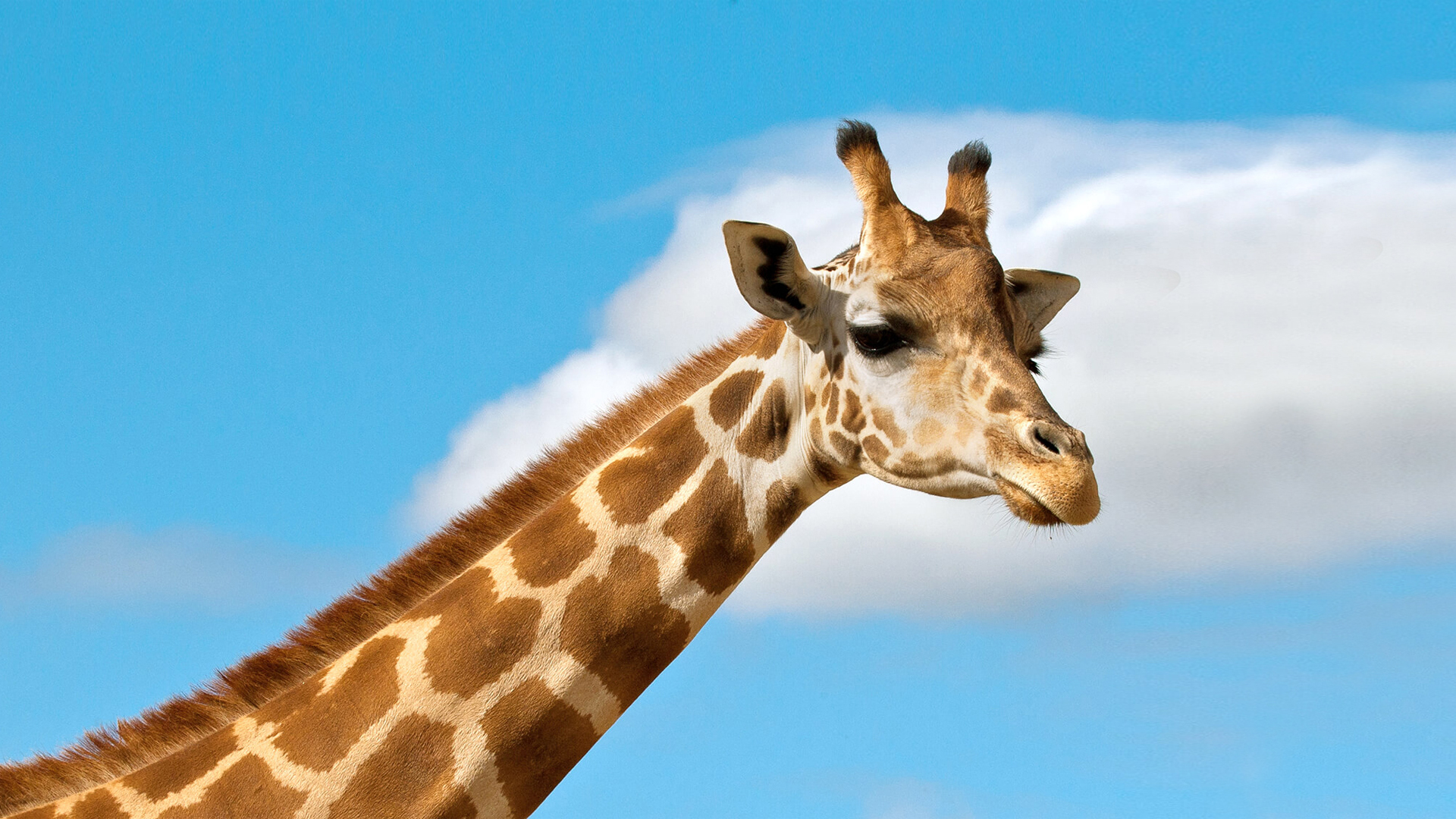 animals_hero_giraffe_1_0.jpg