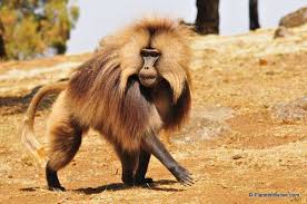 WillGoTo : Ethiopia, Gelada Baboon and Black-and-white Colobus Monkey in  Ethiopia