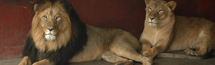 DNA confirms genetically distinct lion population for Ethiopia - News and  events, University of York