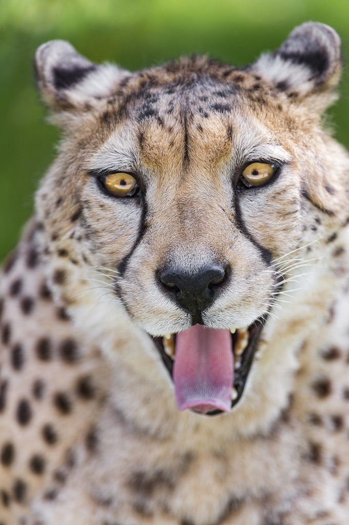 Funny cheetah with open mouth! (by Tambako the Jaguar) | Big cats, Wild  cats, Cheetah