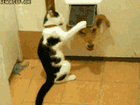 313697fa6d828ca8908ec821dcc3861a_w200.gif