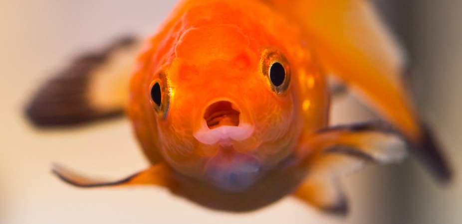 thegoldfisht.jpg