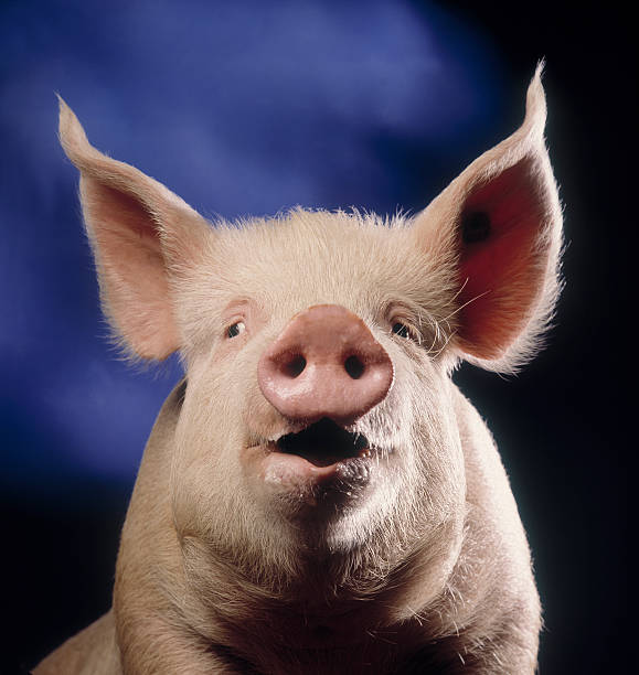 pig-with-blue-background.jpg
