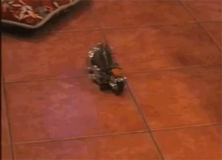 GYbP.gif