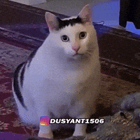 Cat GIF
