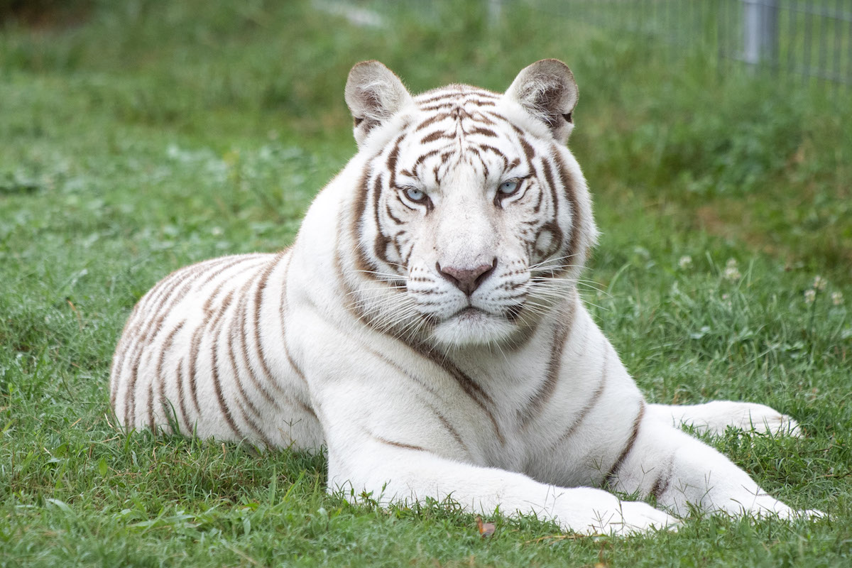 The Source Of All White Tigers - Turpentine Creek Wildlife Refuge