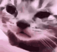 Cry Cat GIFs | Tenor