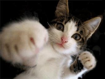 afbac9d7ee17dd15d2ec71a0133f77fb.gif