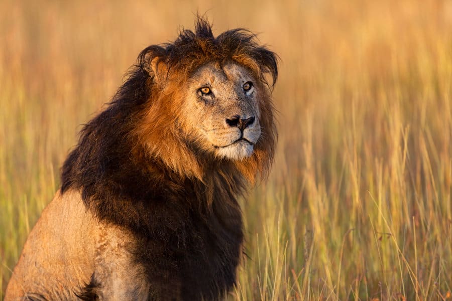 black-maned-lion-portrait.jpg