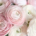 www.abeautyedit.com