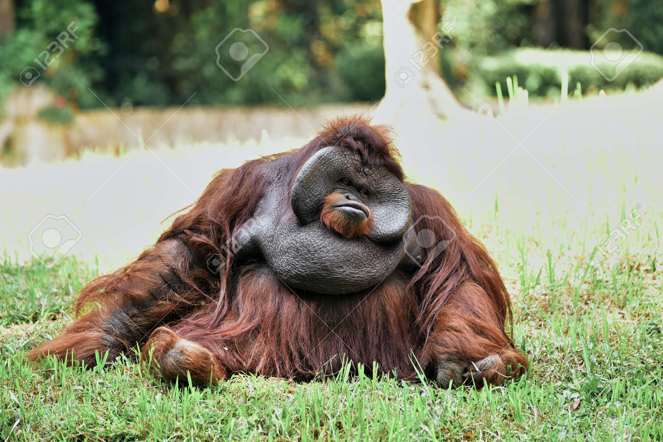 129925002-big-adult-male-orangutan-sitting-on-grass.jpg