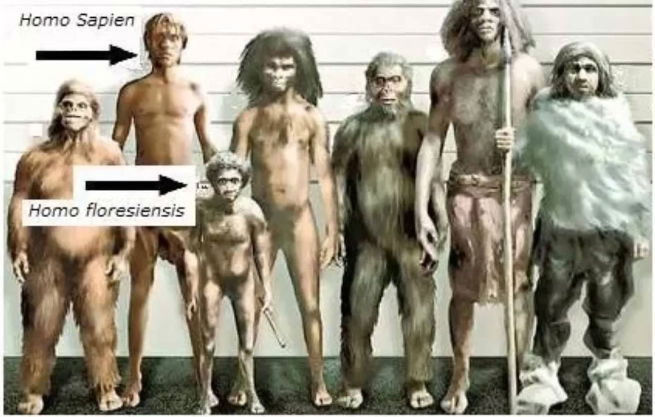 homofloresiensis.jpg