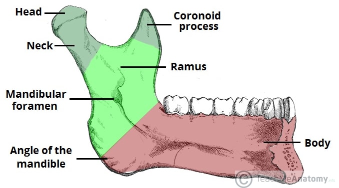 The Mandible - Structure - Attachments - Fractures - TeachMeAnatomy