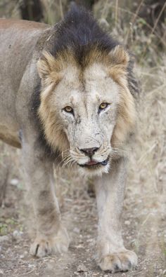 20 TSAVO LION ideas | lion, lions, wild cats