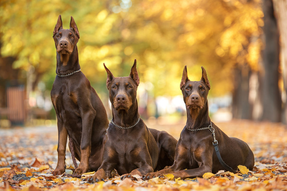 do-dobermans-brains-outgrow-their-skull.jpg