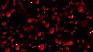 love-you-roses.gif
