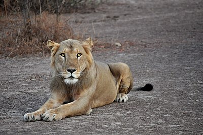 5112326_Lion_au_repos_parc_pendjari.jpg