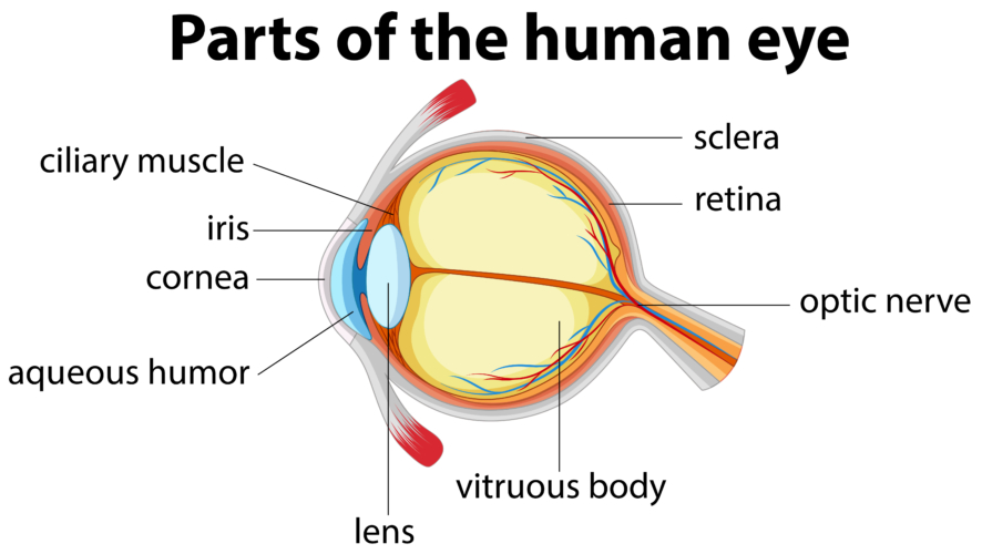 Aqueous Humor And Its Role In The Eye | Fort Lauderdale Eye Institute